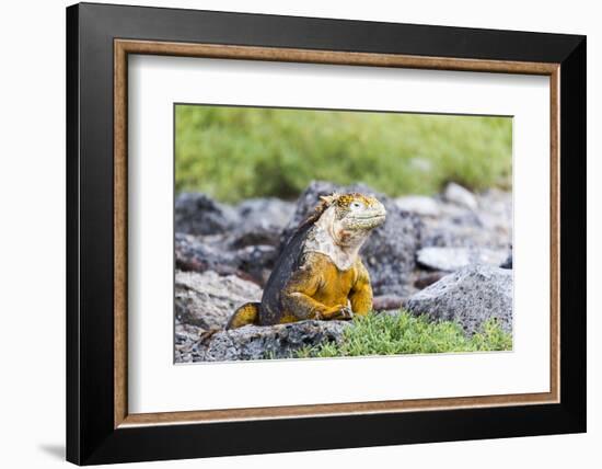 Ecuador, Galapagos Islands, Plaza Sur, Land Iguana,. Male Land Iguana Portrait-Ellen Goff-Framed Photographic Print