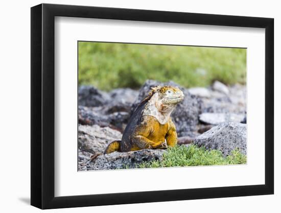 Ecuador, Galapagos Islands, Plaza Sur, Land Iguana,. Male Land Iguana Portrait-Ellen Goff-Framed Photographic Print