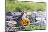 Ecuador, Galapagos Islands, Plaza Sur, Land Iguana,. Male Land Iguana Portrait-Ellen Goff-Mounted Photographic Print