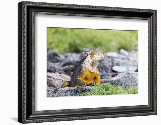 Ecuador, Galapagos Islands, Plaza Sur, Land Iguana,. Male Land Iguana Portrait-Ellen Goff-Framed Photographic Print