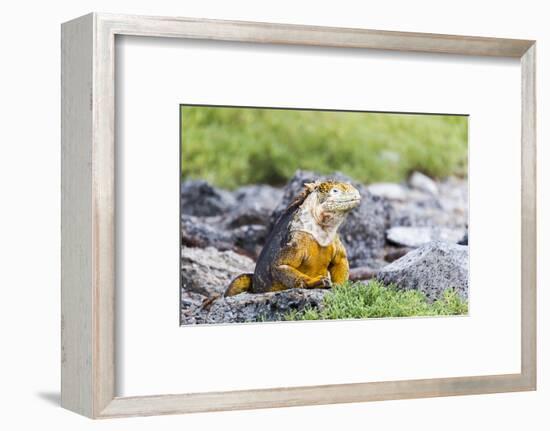 Ecuador, Galapagos Islands, Plaza Sur, Land Iguana,. Male Land Iguana Portrait-Ellen Goff-Framed Photographic Print