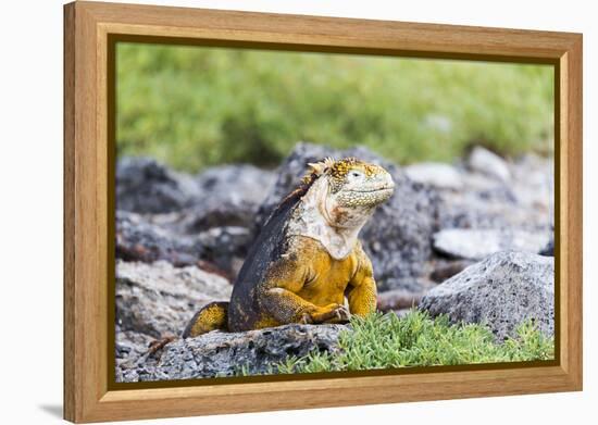 Ecuador, Galapagos Islands, Plaza Sur, Land Iguana,. Male Land Iguana Portrait-Ellen Goff-Framed Premier Image Canvas
