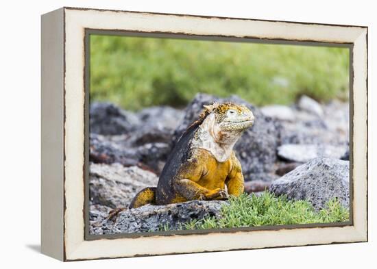 Ecuador, Galapagos Islands, Plaza Sur, Land Iguana,. Male Land Iguana Portrait-Ellen Goff-Framed Premier Image Canvas