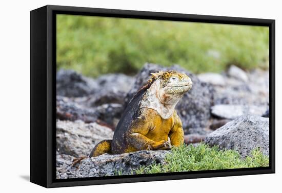 Ecuador, Galapagos Islands, Plaza Sur, Land Iguana,. Male Land Iguana Portrait-Ellen Goff-Framed Premier Image Canvas