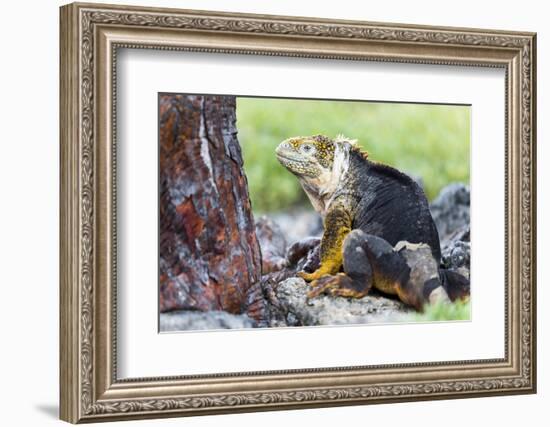 Ecuador, Galapagos Islands, Plaza Sur, Male Land Iguana-Ellen Goff-Framed Photographic Print