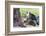 Ecuador, Galapagos Islands, Plaza Sur, Male Land Iguana-Ellen Goff-Framed Photographic Print