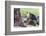 Ecuador, Galapagos Islands, Plaza Sur, Male Land Iguana-Ellen Goff-Framed Photographic Print