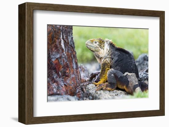 Ecuador, Galapagos Islands, Plaza Sur, Male Land Iguana-Ellen Goff-Framed Photographic Print