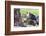 Ecuador, Galapagos Islands, Plaza Sur, Male Land Iguana-Ellen Goff-Framed Photographic Print