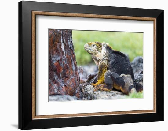 Ecuador, Galapagos Islands, Plaza Sur, Male Land Iguana-Ellen Goff-Framed Photographic Print