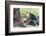 Ecuador, Galapagos Islands, Plaza Sur, Male Land Iguana-Ellen Goff-Framed Photographic Print