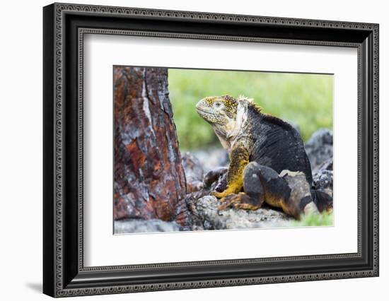 Ecuador, Galapagos Islands, Plaza Sur, Male Land Iguana-Ellen Goff-Framed Photographic Print