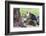 Ecuador, Galapagos Islands, Plaza Sur, Male Land Iguana-Ellen Goff-Framed Photographic Print