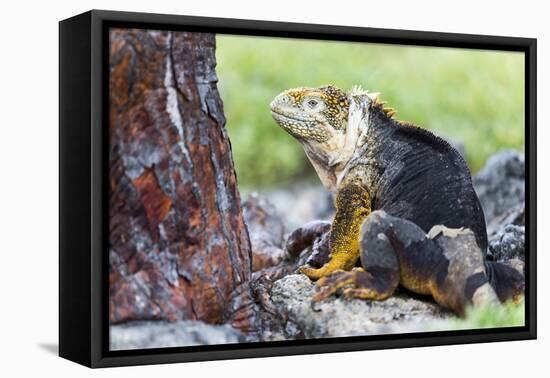 Ecuador, Galapagos Islands, Plaza Sur, Male Land Iguana-Ellen Goff-Framed Premier Image Canvas