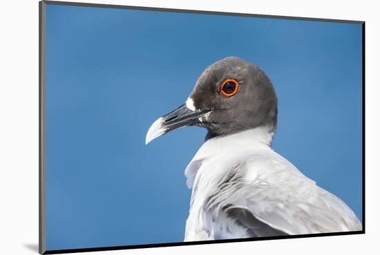 Ecuador, Galapagos Islands, Plaza Sur. Swallow-Tailed Gull Portrait-Ellen Goff-Mounted Photographic Print