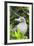 Ecuador, Galapagos Islands, Red-Footed Booby Perching in Mangrove Branches-Ellen Goff-Framed Photographic Print