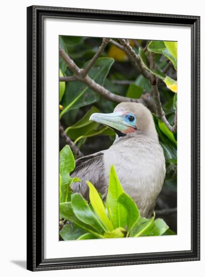 Ecuador, Galapagos Islands, Red-Footed Booby Perching in Mangrove Branches-Ellen Goff-Framed Photographic Print