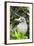 Ecuador, Galapagos Islands, Red-Footed Booby Perching in Mangrove Branches-Ellen Goff-Framed Photographic Print