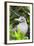 Ecuador, Galapagos Islands, Red-Footed Booby Perching in Mangrove Branches-Ellen Goff-Framed Photographic Print