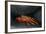 Ecuador, Galapagos Islands. Sally Lightfoot Crab under Rock-Jaynes Gallery-Framed Photographic Print