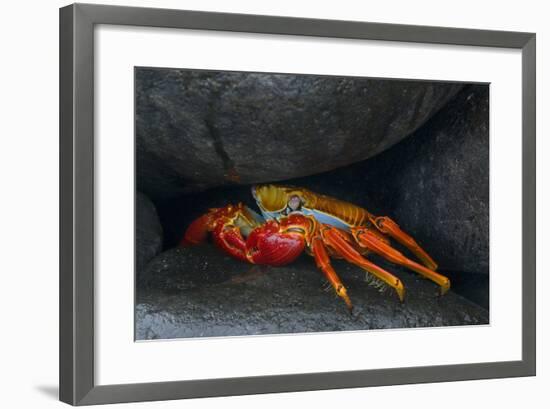 Ecuador, Galapagos Islands. Sally Lightfoot Crab under Rock-Jaynes Gallery-Framed Photographic Print