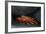 Ecuador, Galapagos Islands. Sally Lightfoot Crab under Rock-Jaynes Gallery-Framed Photographic Print