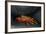 Ecuador, Galapagos Islands. Sally Lightfoot Crab under Rock-Jaynes Gallery-Framed Photographic Print