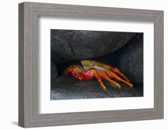 Ecuador, Galapagos Islands. Sally Lightfoot Crab under Rock-Jaynes Gallery-Framed Photographic Print