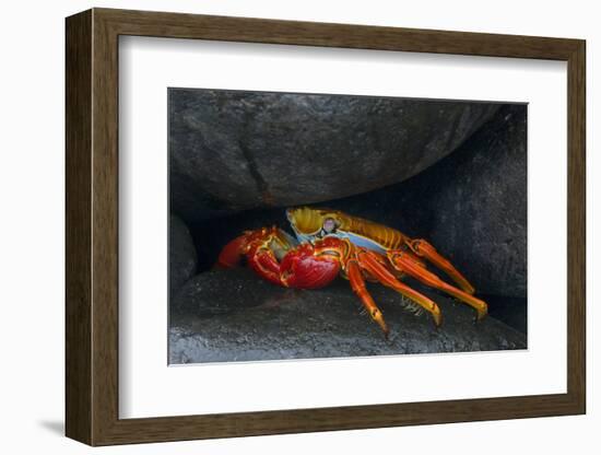 Ecuador, Galapagos Islands. Sally Lightfoot Crab under Rock-Jaynes Gallery-Framed Photographic Print