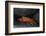 Ecuador, Galapagos Islands. Sally Lightfoot Crab under Rock-Jaynes Gallery-Framed Photographic Print