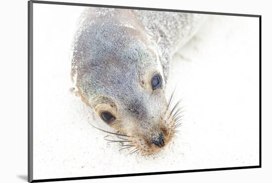 Ecuador, Galapagos Islands, San Cristobal, Cerro Brujo. Face of a Young Galapagos Sea Lion-Ellen Goff-Mounted Photographic Print