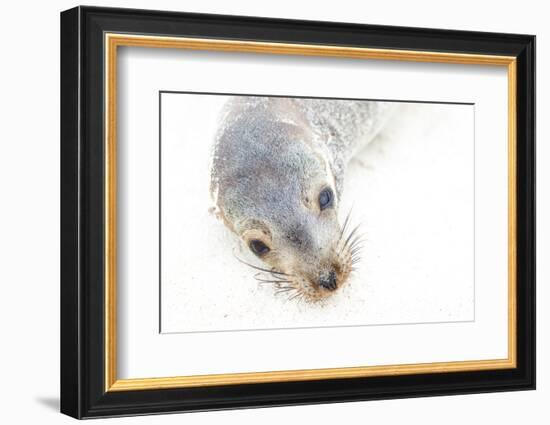 Ecuador, Galapagos Islands, San Cristobal, Cerro Brujo. Face of a Young Galapagos Sea Lion-Ellen Goff-Framed Photographic Print