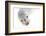 Ecuador, Galapagos Islands, San Cristobal, Cerro Brujo. Face of a Young Galapagos Sea Lion-Ellen Goff-Framed Photographic Print