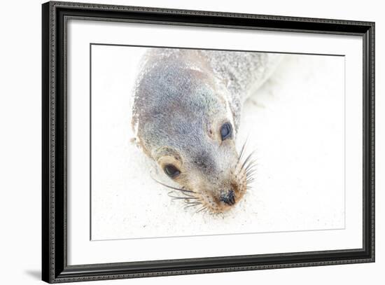 Ecuador, Galapagos Islands, San Cristobal, Cerro Brujo. Face of a Young Galapagos Sea Lion-Ellen Goff-Framed Photographic Print