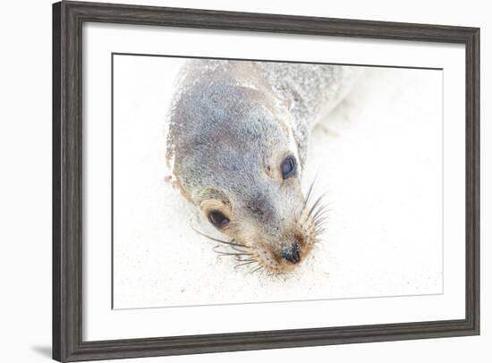 Ecuador, Galapagos Islands, San Cristobal, Cerro Brujo. Face of a Young Galapagos Sea Lion-Ellen Goff-Framed Photographic Print