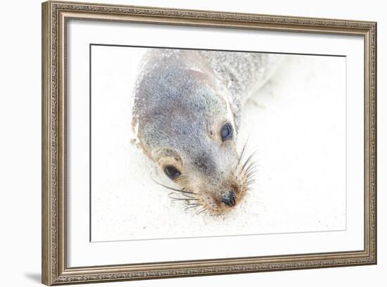 Ecuador, Galapagos Islands, San Cristobal, Cerro Brujo. Face of a Young Galapagos Sea Lion-Ellen Goff-Framed Photographic Print