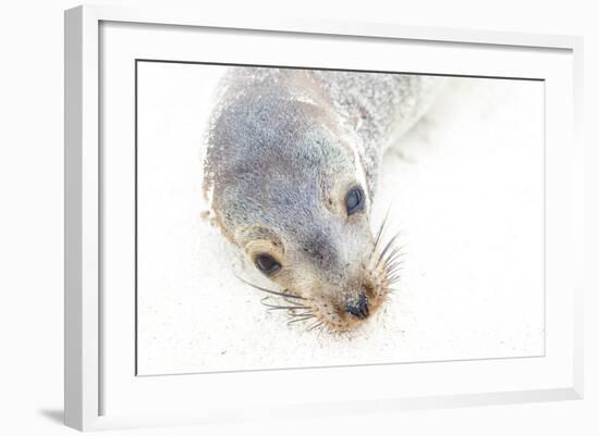 Ecuador, Galapagos Islands, San Cristobal, Cerro Brujo. Face of a Young Galapagos Sea Lion-Ellen Goff-Framed Photographic Print