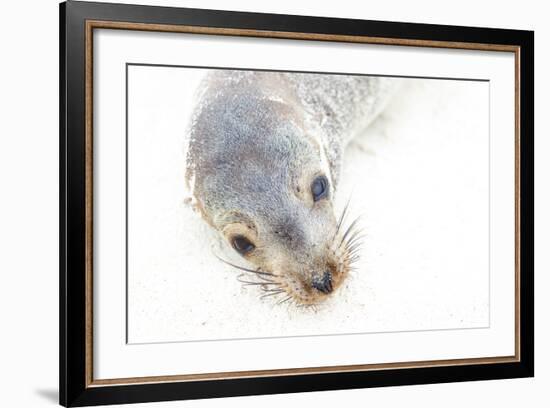 Ecuador, Galapagos Islands, San Cristobal, Cerro Brujo. Face of a Young Galapagos Sea Lion-Ellen Goff-Framed Photographic Print