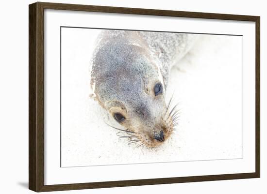 Ecuador, Galapagos Islands, San Cristobal, Cerro Brujo. Face of a Young Galapagos Sea Lion-Ellen Goff-Framed Photographic Print