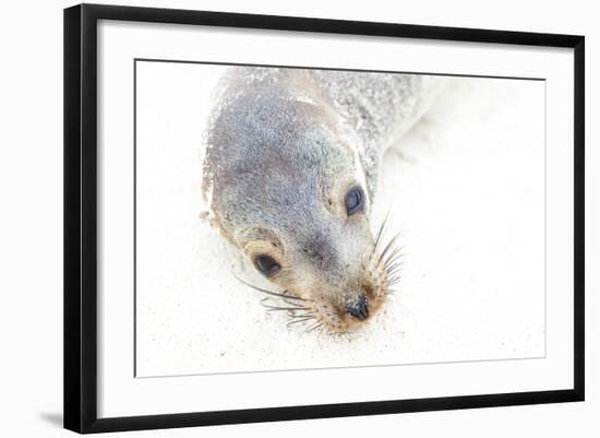 Ecuador, Galapagos Islands, San Cristobal, Cerro Brujo. Face of a Young Galapagos Sea Lion-Ellen Goff-Framed Photographic Print