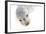 Ecuador, Galapagos Islands, San Cristobal, Cerro Brujo. Face of a Young Galapagos Sea Lion-Ellen Goff-Framed Photographic Print