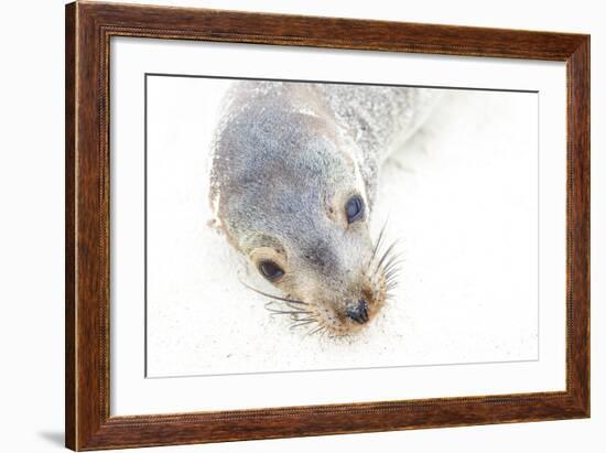 Ecuador, Galapagos Islands, San Cristobal, Cerro Brujo. Face of a Young Galapagos Sea Lion-Ellen Goff-Framed Photographic Print