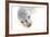 Ecuador, Galapagos Islands, San Cristobal, Cerro Brujo. Face of a Young Galapagos Sea Lion-Ellen Goff-Framed Photographic Print