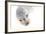 Ecuador, Galapagos Islands, San Cristobal, Cerro Brujo. Face of a Young Galapagos Sea Lion-Ellen Goff-Framed Photographic Print