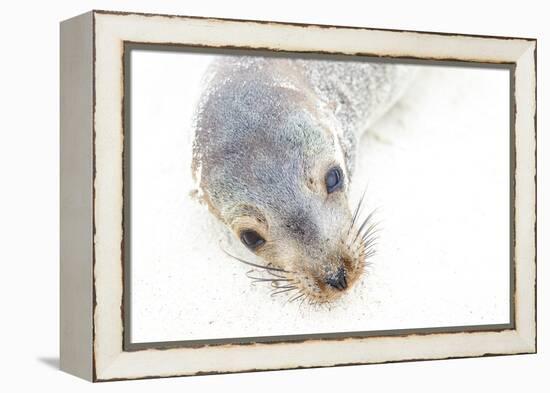 Ecuador, Galapagos Islands, San Cristobal, Cerro Brujo. Face of a Young Galapagos Sea Lion-Ellen Goff-Framed Premier Image Canvas