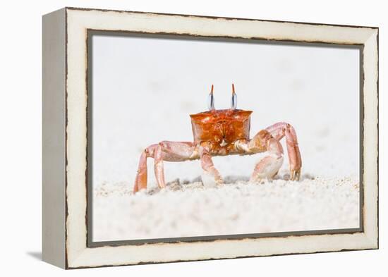 Ecuador, Galapagos Islands, San Cristobal, Cerro Brujo. Ghost Crab Portrait-Ellen Goff-Framed Premier Image Canvas