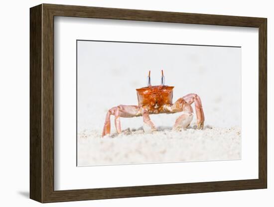 Ecuador, Galapagos Islands, San Cristobal, Cerro Brujo. Ghost Crab Portrait-Ellen Goff-Framed Photographic Print