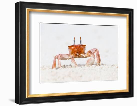 Ecuador, Galapagos Islands, San Cristobal, Cerro Brujo. Ghost Crab Portrait-Ellen Goff-Framed Photographic Print