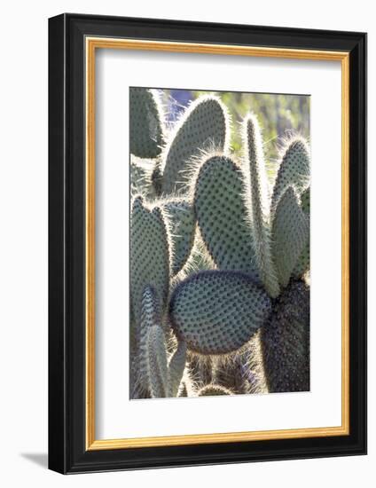 Ecuador, Galapagos Islands, Santa Cruz, Cerro Dragon, Prickly Pear Cactus Detail-Ellen Goff-Framed Photographic Print