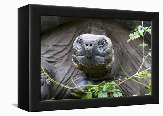 Ecuador, Galapagos Islands, Santa Cruz Highlands. Face of a Wild Galapagos Giant Tortoise-Ellen Goff-Framed Premier Image Canvas
